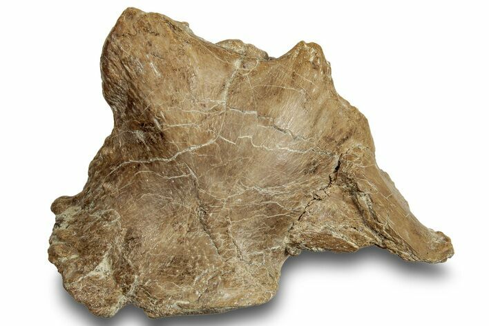 Fossil Mosasaur (Platecarpus) Skull Fragment - Kansas #254618